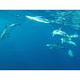 Book yachts online - catamaran - Lagoon 450 Sport - Felix Finis - rent